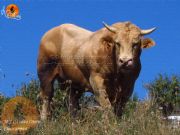 Toro
